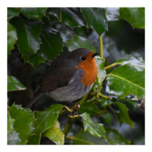 Robin poster
