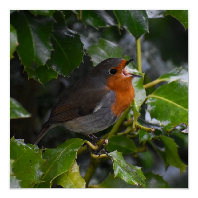 Robin  poster (Front)