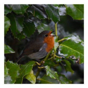 Robin poster