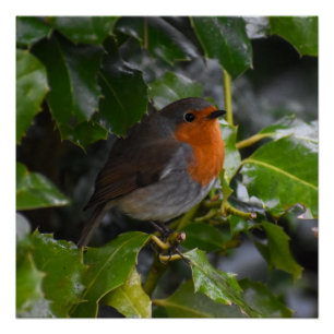 Robin poster