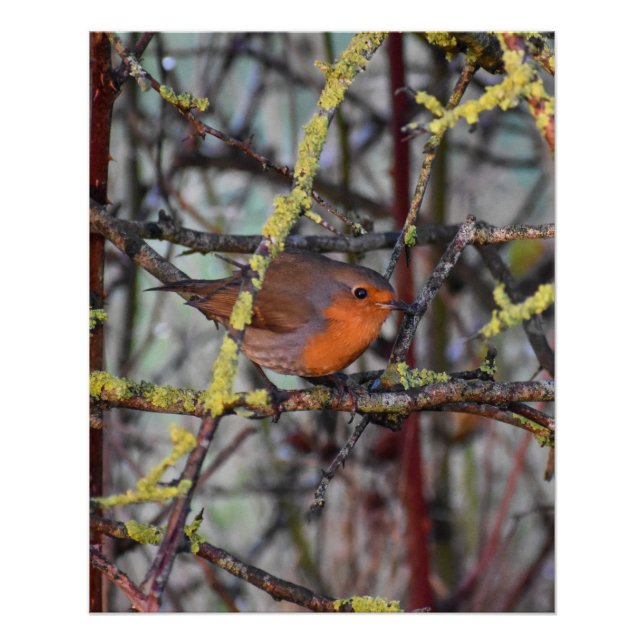 Robin  poster (Front)