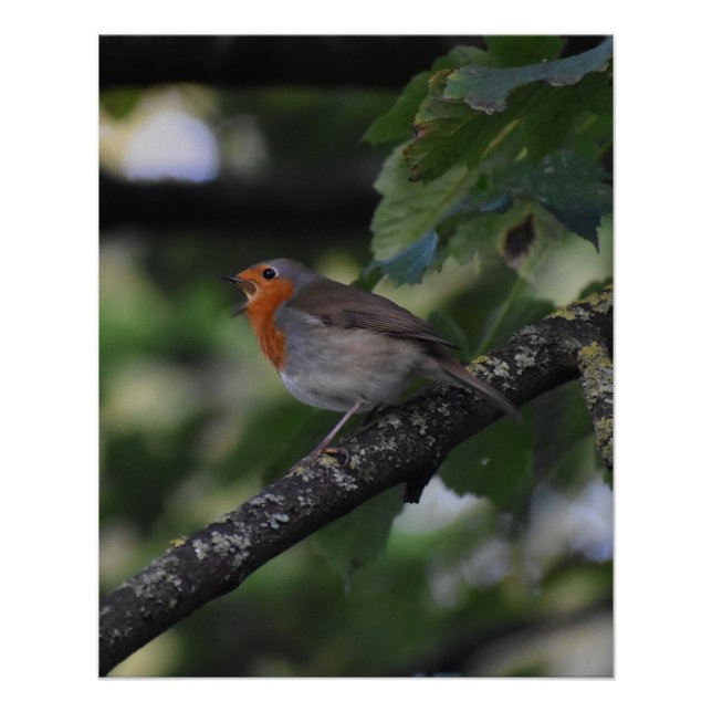 Robin Poster (Front)