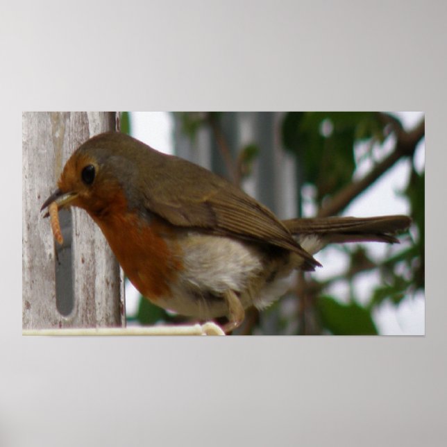 Robin Print (Front)