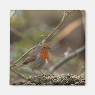 Robin red breast bird magnet