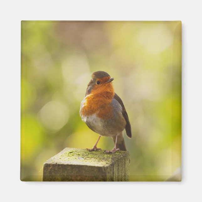 Robin red breast bird magnet (Front)