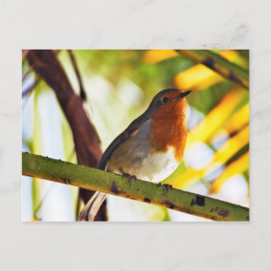 Robin red breast bird postcard