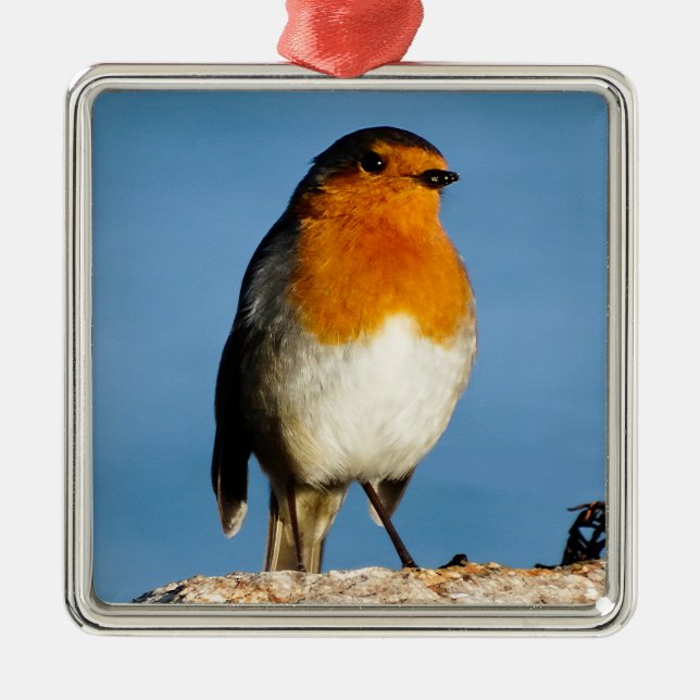 Robin red-breast for Premium Square Ornament (Front)