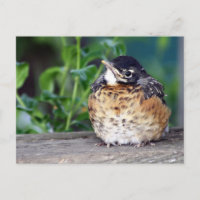 Robin Red Breast PostCard