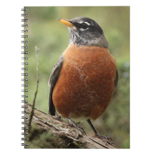 Robin Red Breast Spiral Notebook