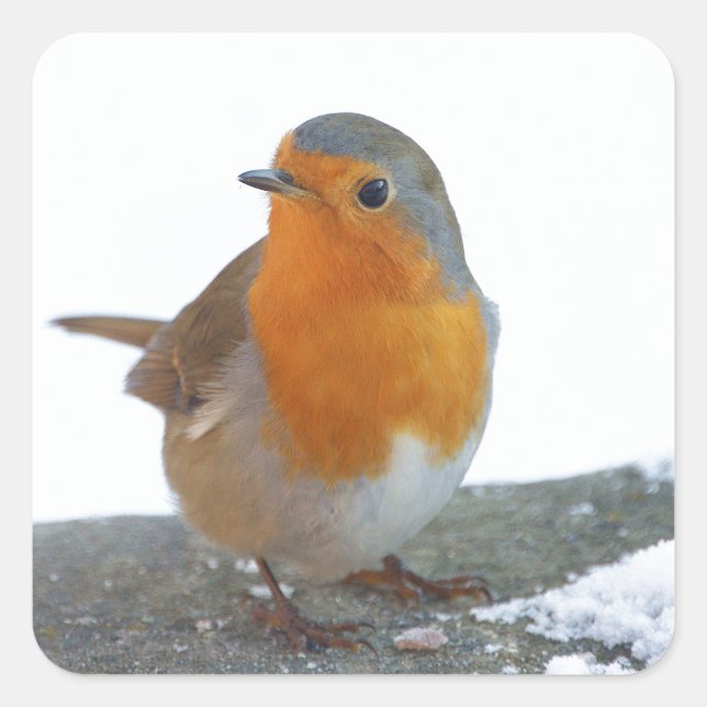 Robin Red Breast Square Sticker (Front)