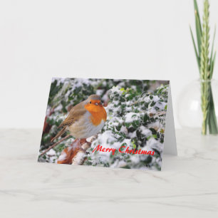Robin Redbreast Christmas Card