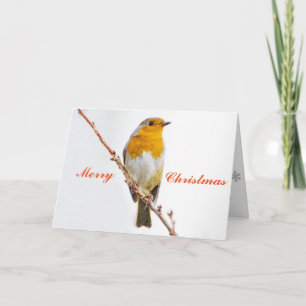 Robin Redbreast. Holiday Card