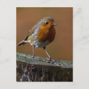Robin Redbreast Postcard