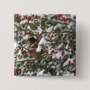 robin sheltering in a holly tree after a snow 15 cm square badge