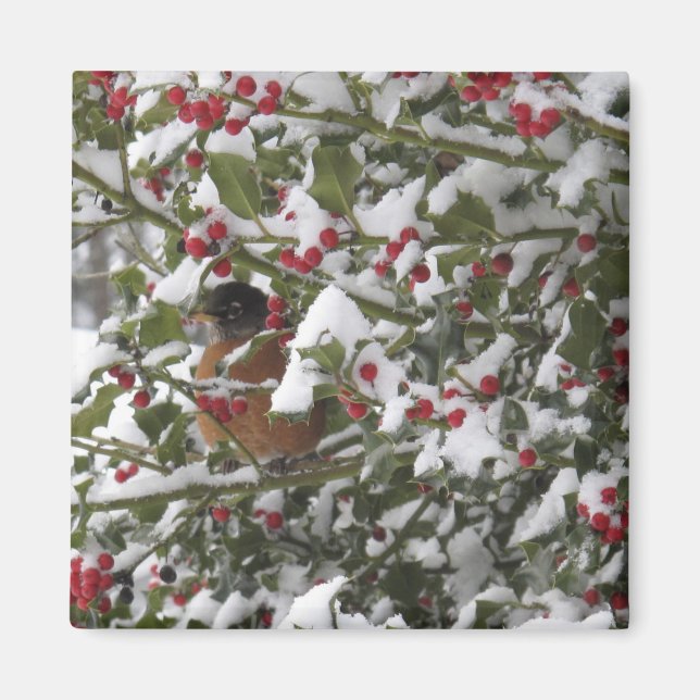 robin sheltering in a holly tree after a snow magnet (Front)