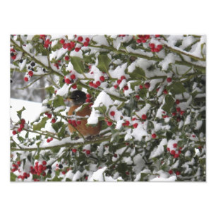 robin sheltering in a holly tree after a snow photo print