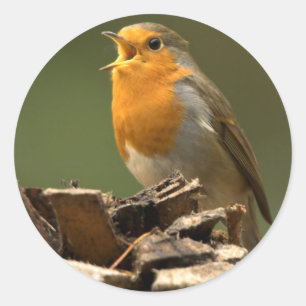 Robin Singing Stickers