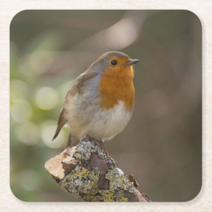 Robin Square Paper Coaster