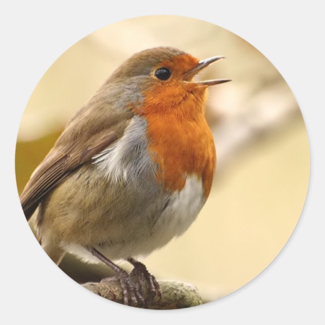 Robin Stickers (Front)