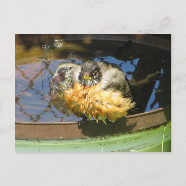 Robin Taking Bath Postcard (Front)