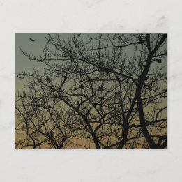 "Robin Tree at Dawn"/Robin Announcement Postcard