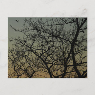 "Robin Tree at Dawn"/Robin Announcement Postcard