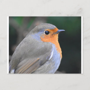 Robin Up Close  Postcard