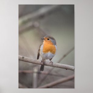 Robin Wildlife Photo Poster