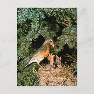 Robin with Chicks Postcard