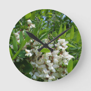 Robinia white tree inflorescence round clock