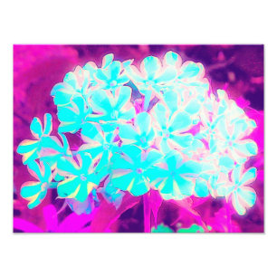Robin's Egg Blue Peppermint Twist Phlox Flowers Photo Print