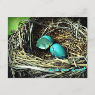 Robin's Egg Nest Spring Postcard