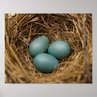 Robins’ Eggs  Poster