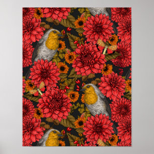 Robins in the autumn garden, red dahlias on black poster