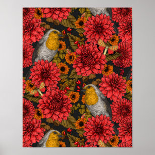 Robins in the autumn garden, red dahlias on black poster