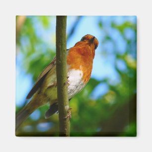ROBINS MAGNET