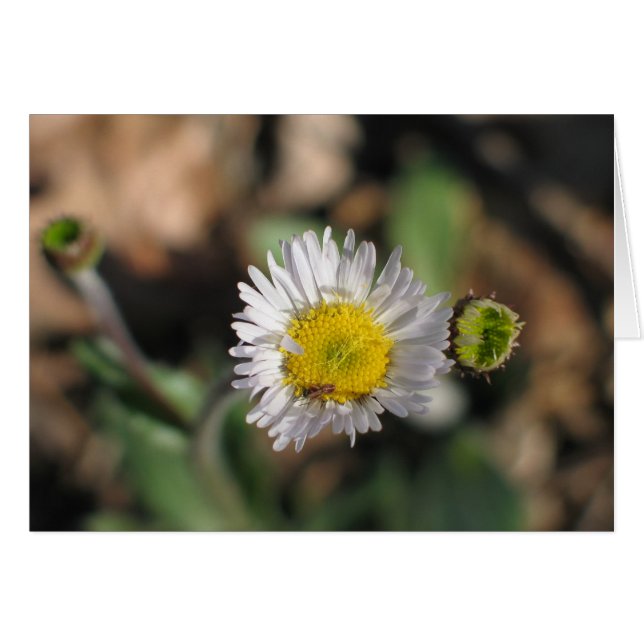 Robin's Plantain (Front Horizontal)