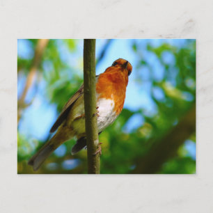 ROBINS POSTCARD