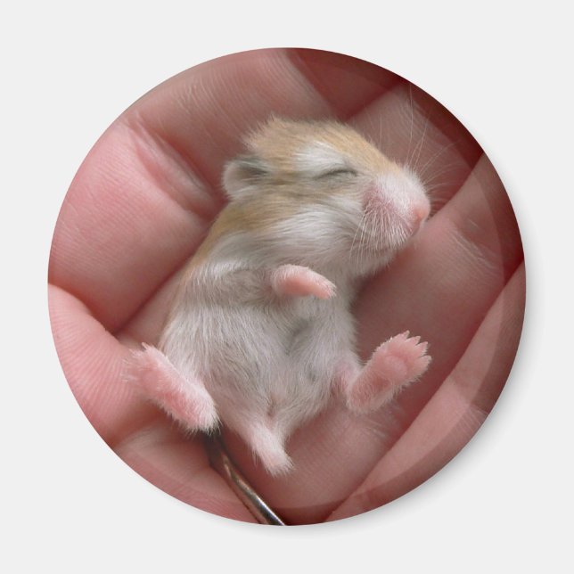 Robo Pup Magnet (Front)