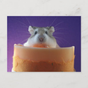 Roborovksi Hamster Postcard