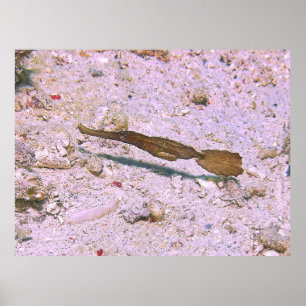 Robust Ghost Pipefish Poster