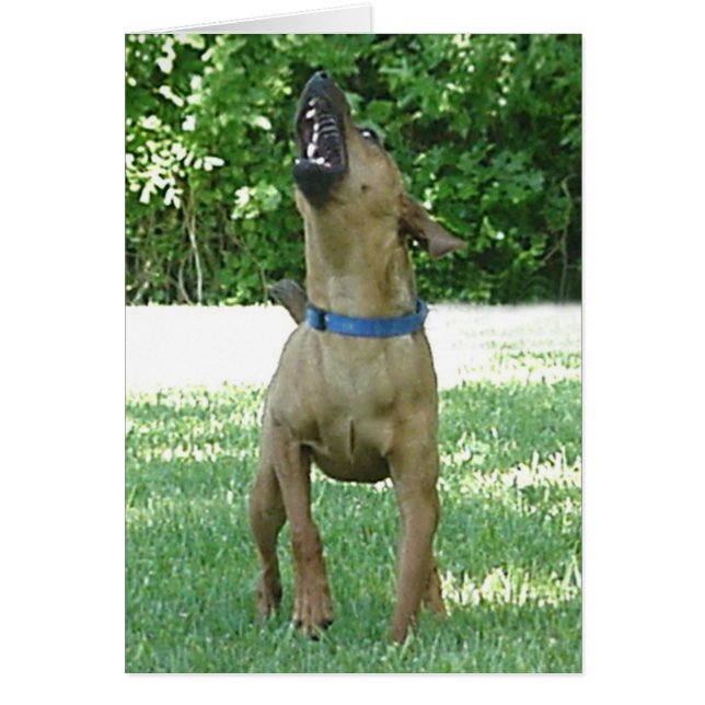 Rocco - Rye Ruv Roo! Card (Front)