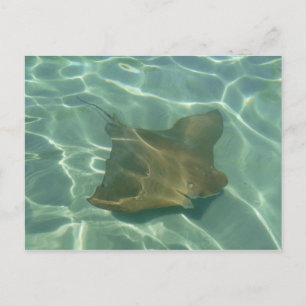 Rochen im Meer Postkarte Grußkarte Postcard