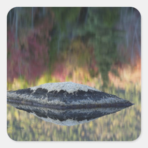 Rock and tree reflection, Lily Pond, White Square Sticker