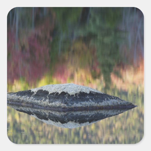Rock and tree reflection, Lily Pond, White Square Sticker (Front)