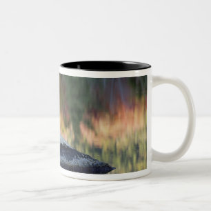 Rock and tree reflection, Lily Pond, White Two-Tone Coffee Mug