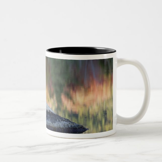 Rock and tree reflection, Lily Pond, White Two-Tone Coffee Mug (Right)