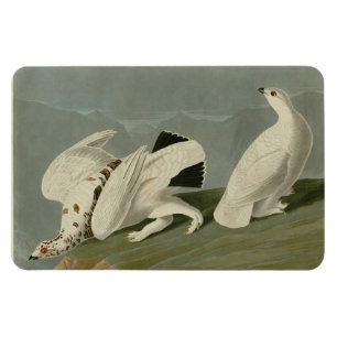 Rock and White-tailed Ptarmigan - Audubon's Birds Magnet