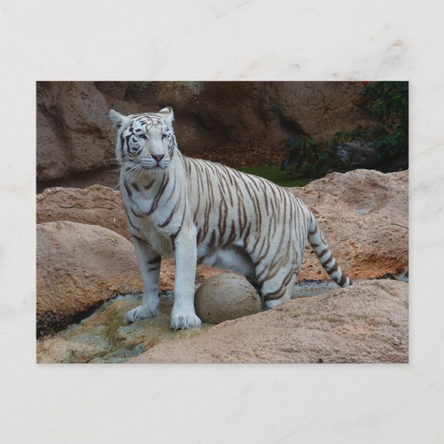 Rock Background Bengal White Tiger Postcard (Front)