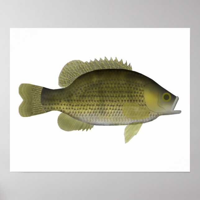 Rock Bass Poster (Front)